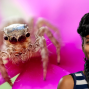 Presentation: Creepy or Captivating: A Spider Scientist&#039;s Perspective